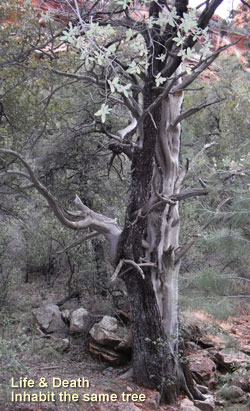 Ilchi-Lee_energy_life-death Ilchi Lee - energy - Chun Bu Kyung - Life and Death in the same tree