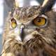 ilchi-lee-e-newsletter-secret-to-finding-wisdom-thumbnail