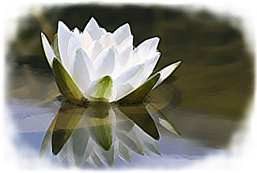 Ilchi Lee White Lotus Flower on Water