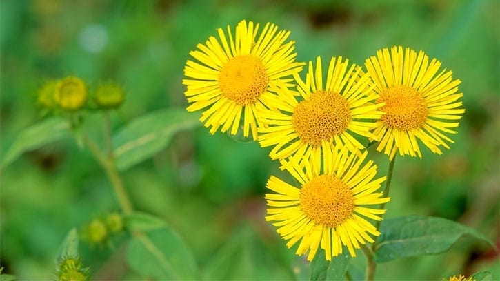 wild chrysanthemum
